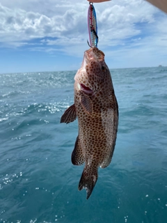 オオモンハタの釣果