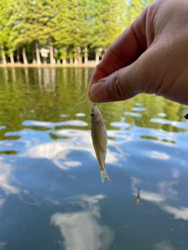 クチボソの釣果