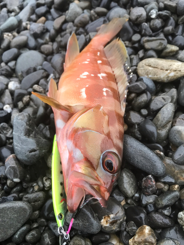 アカハタの釣果