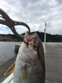 ショゴの釣果