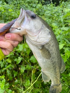 ラージマウスバスの釣果