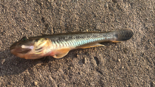 マハゼの釣果