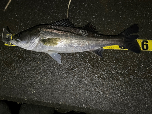 シーバスの釣果