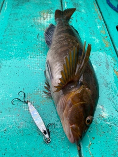 アイナメの釣果