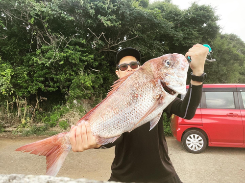 マダイの釣果