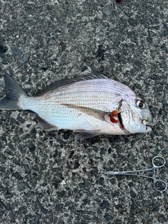 ヘダイの釣果