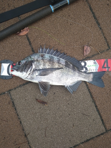 クロダイの釣果