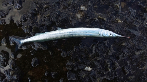 サヨリの釣果