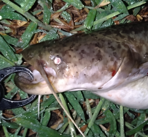 ニホンナマズの釣果