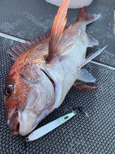 マダイの釣果