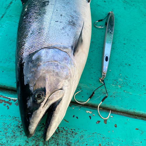 サクラマスの釣果