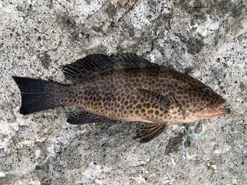 オオモンハタの釣果