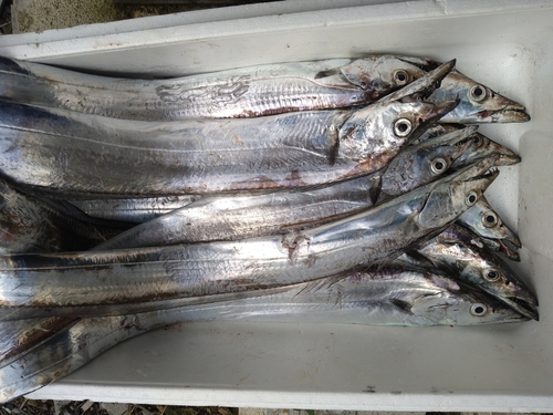 タチウオの釣果