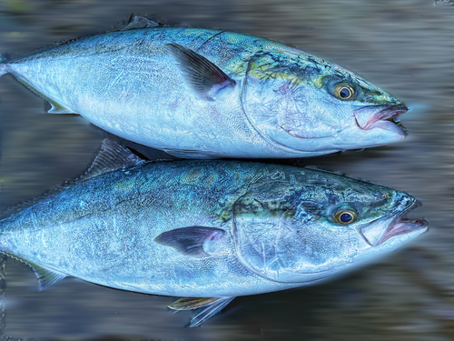 ワラサの釣果