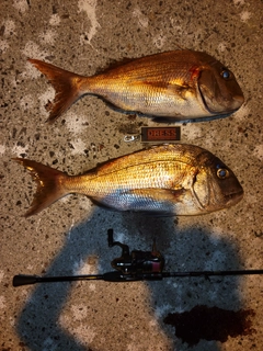 マダイの釣果