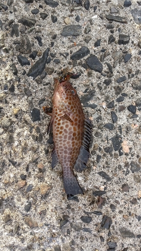 オオモンハタの釣果