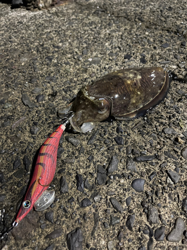 コウイカの釣果