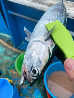 ソウダガツオの釣果