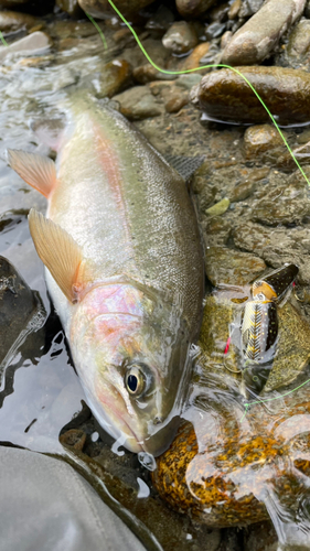 ニジマスの釣果