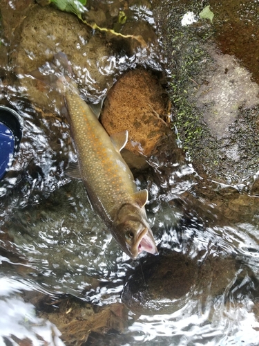 ヤマトイワナの釣果