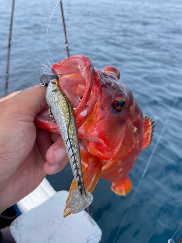 アカハタの釣果