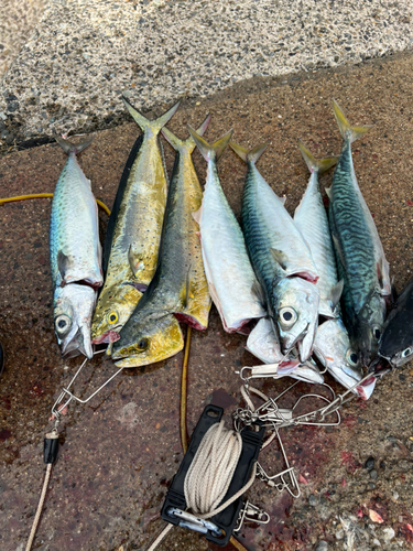 サバの釣果