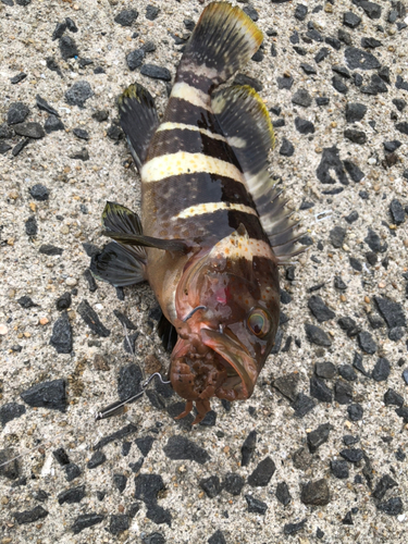 アオハタの釣果