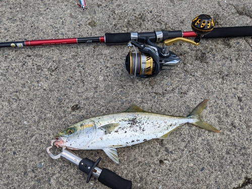 ツバスの釣果