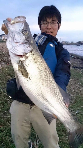 ヒラスズキの釣果