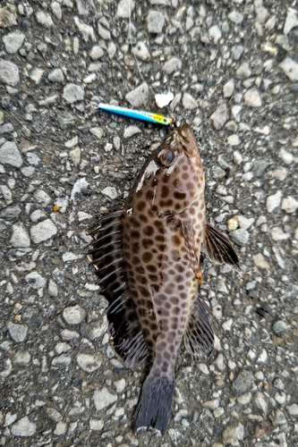 オオモンハタの釣果