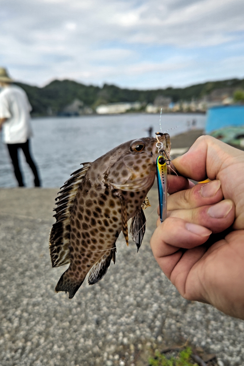 オオモンハタ