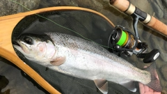 ニジマスの釣果
