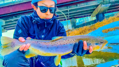 ブラウントラウトの釣果