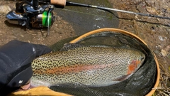 ニジマスの釣果