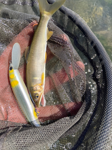 アユの釣果