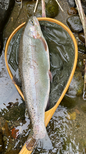 ニジマスの釣果