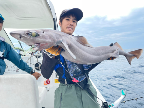 モミジザメの釣果