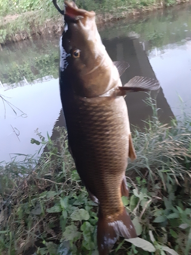 コイの釣果