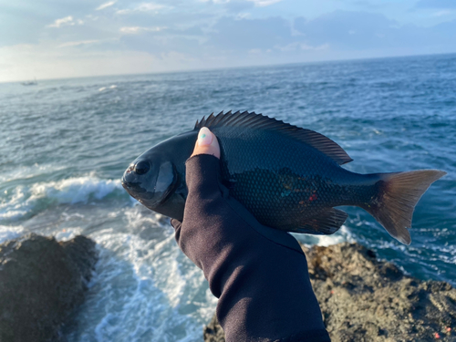 クロメジナの釣果