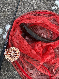 アブラコの釣果