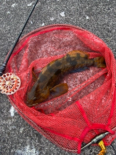 アブラコの釣果