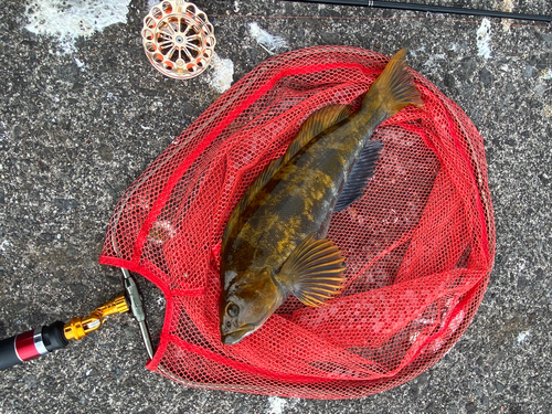 アブラコの釣果