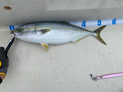 イナダの釣果