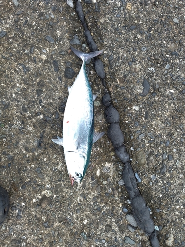 カツオの釣果