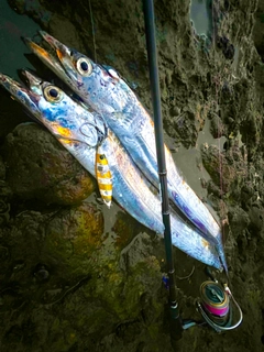 タチウオの釣果