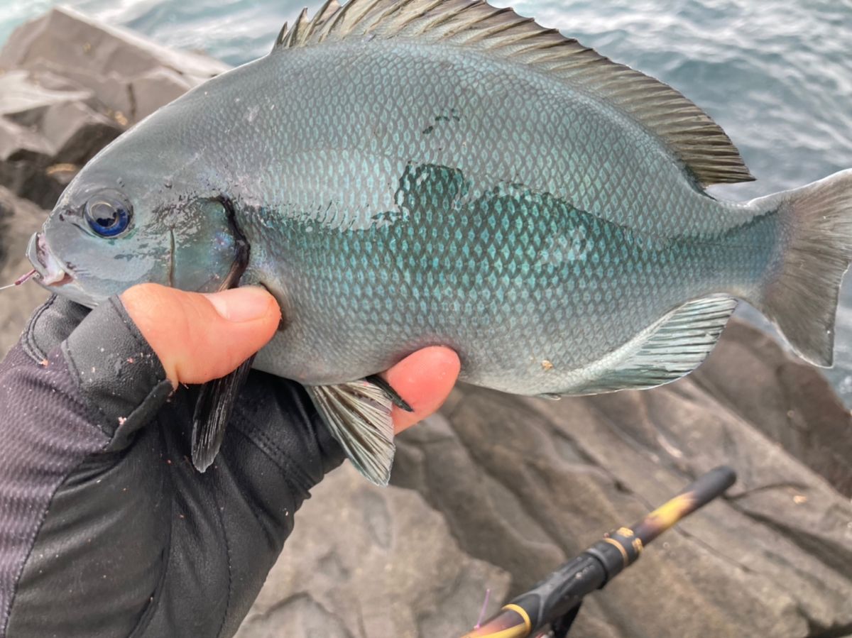 えなりさんの釣果 2枚目の画像