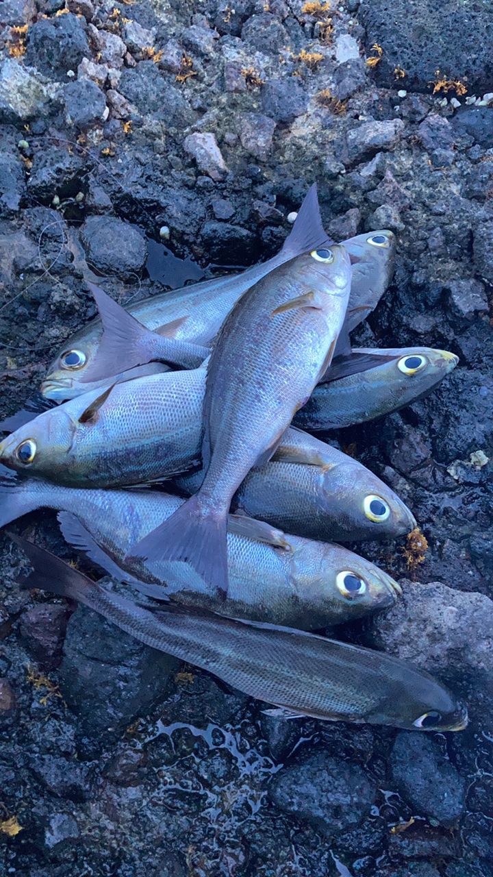 えなりさんの釣果 3枚目の画像