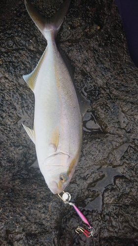 ショゴの釣果