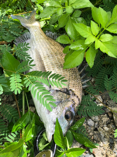 ミナミクロダイの釣果