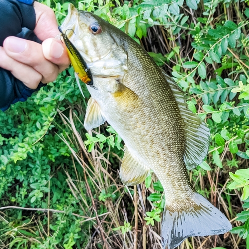 スモールマウスバスの釣果